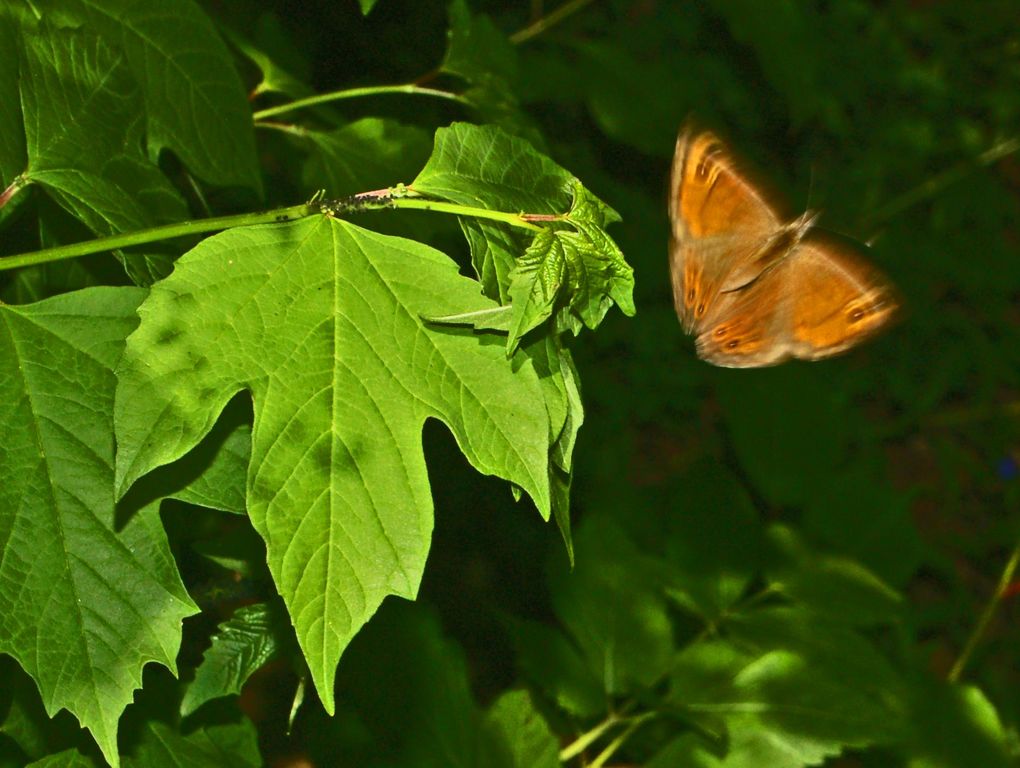 Galleria di insetti in volo